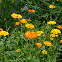 Календула :: Рита Симонова