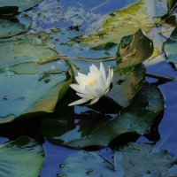 Кувшинка :: Рита Симонова