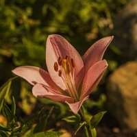 Одинокая. :: Петр Беляков