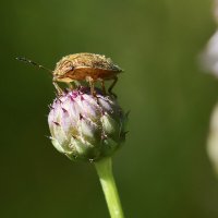 Клопик :: Геннадий Супрун