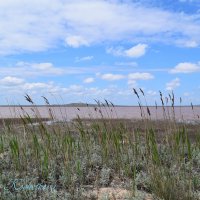 Природа Крыма :: Amazing Cosmea