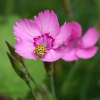 Однажды на цветке :: Александр Ковальчук