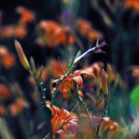 Лилейниковая полянка :: Юрий Гайворонскiий