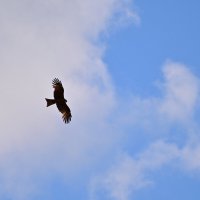 Коршун :: Владислав Левашов