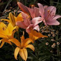 Всё сбудется, стоит только расхотеть. :: Вадим Басов