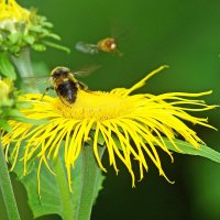 *** :: Леонид leo *** :: Леонид leo