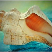 ЭТЮД... :: Elvira E. ЭТЮД... :: Elvira E.