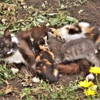 Лето. :: Венера Чуйкова Лето. :: Венера Чуйкова