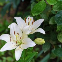 Июль - время лилий :: Светлана Июль - время лилий :: Светлана