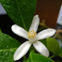 Цветение мандарина :: Олег Иванов