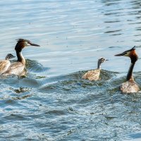 Чомги :: Владимир Колесников