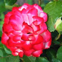 Пламенеющая роза :: Сергей Ц