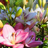 Разноцветные лилии :: Сергей Ц