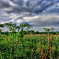 Июль :: Наталья Лакомова