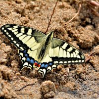 Махаон. :: Александр Зуев