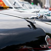 Олень :: Александр 