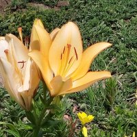 Летние! :: Надежда Летние! :: Надежда