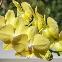 Про орхидею... :: Aquarius - Сергей