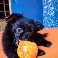 Фотосессия с питомцем :: Светлана 13.06.