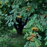 Рябина - краса! :: Любовь 