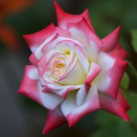 Летняя красавица :: Светлана Тихонина Летняя красавица :: Светлана Тихонина