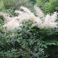 Волжанка :: zavitok *