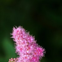 *** :: Леонид leo *** :: Леонид leo