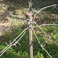 Миру - мир! :: Pippa 