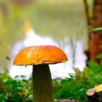 Июль...Белый гриб на стрелке протоки Девкина! :: Владимир 