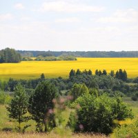 Поле рапса :: Любовь Сахарова