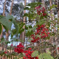 Красна ягода :: Георгиевич 