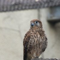 Московский Зоопарк. Пустельга. :: Наташа ***** Московский Зоопарк. Пустельга. :: Наташа *****