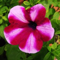 Пёстрая петуния :: Людмила Смородинская