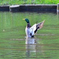 На зарядку - становись ... ) :: Константин Анисимов