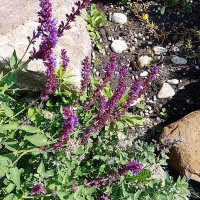 Цветы. :: Владимир Драгунский