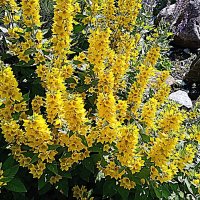 Цветы. :: Владимир Драгунский Цветы. :: Владимир Драгунский