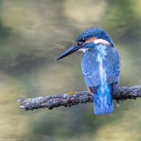 зимородок. :: юрий макаров