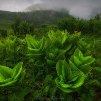 этюд в зеленых тонах :: Николай Колобов