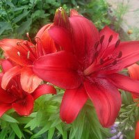 Ли.... :: Елена Семигина