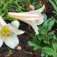 ,,, :: Сергей Тимоновский