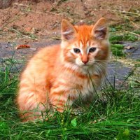 Маленький Рыжик :: Андрей Снегерёв