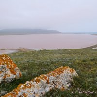 Природа Крыма :: Amazing Cosmea