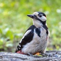 Большой пестрый дятел :: Олег Мартоник