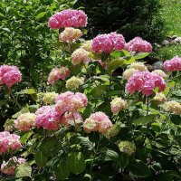 Гортензия :: Рита Симонова