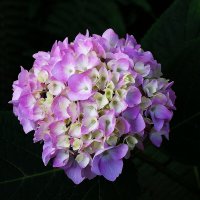 Гортензия :: Рита Симонова Гортензия :: Рита Симонова