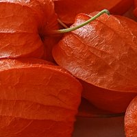 Бекгроунд из физалиса. :: Лилия *