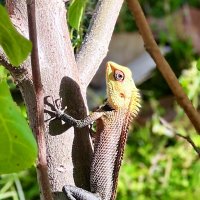 Мале :: Александра Николаева