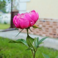 ... :: Наталья