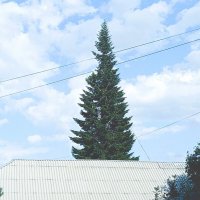 Крышевая ёлка. :: Игорь Солдаткин