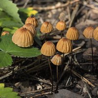 Грибочки :: Андрей Пристяжнюк